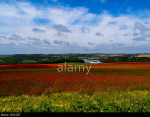 Sea of poppies, Falmer: towards the Amex stadium, Brighton and Hove Albion's home, South Downs National Park, Sussex, England
