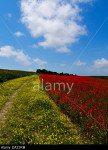 Sea of poppies: hills of the South Downs National Park, Sussex, England, covered with poppies