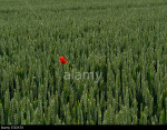 Poppy in a cornfield in a valley of the South Downs, Sussex, England, UK